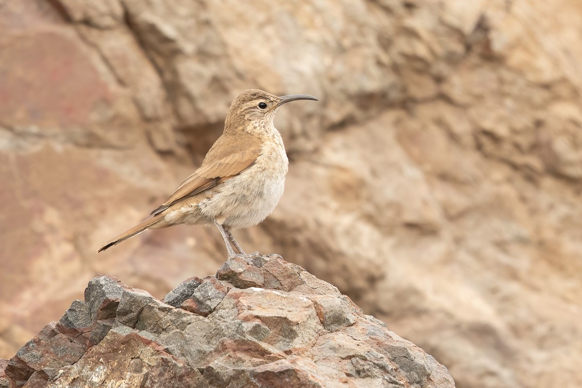 Scale-throated Earthcreeper - ML613932543