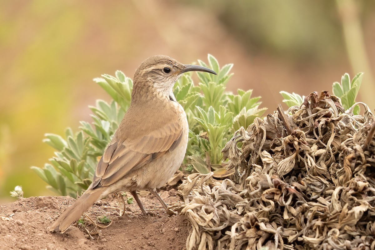 Scale-throated Earthcreeper - ML613932544