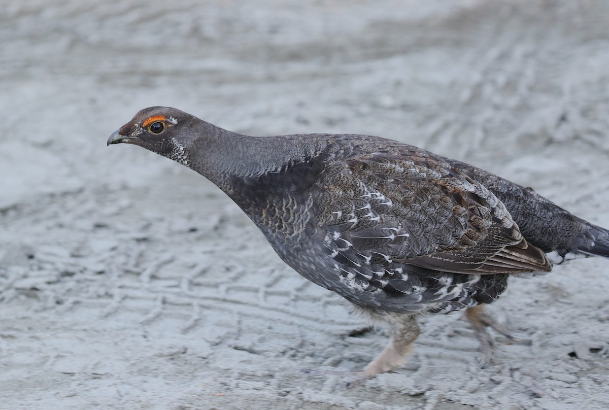 Sooty Grouse - ML613932639