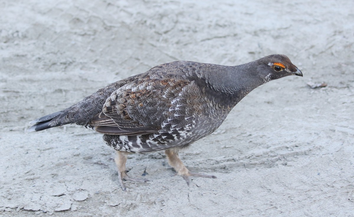 Sooty Grouse - ML613932640