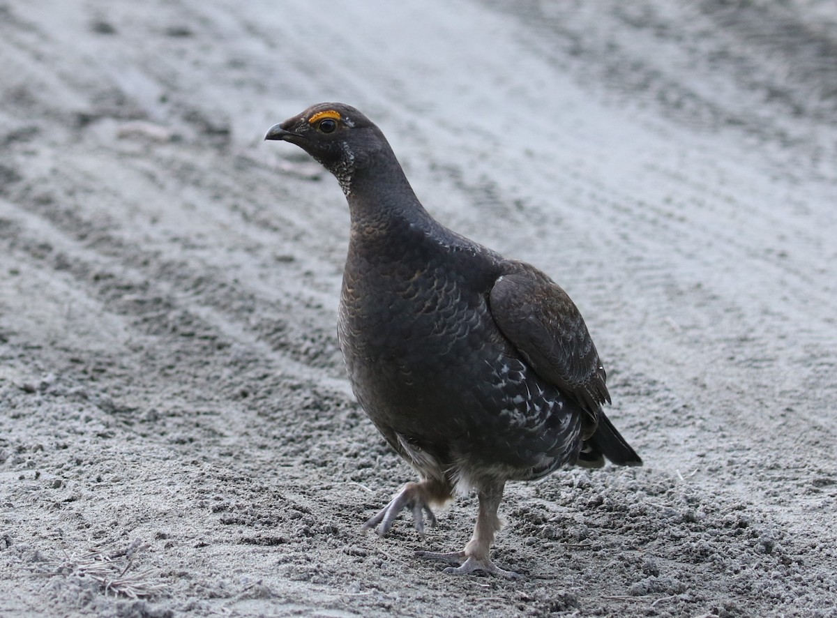 Sooty Grouse - ML613932647