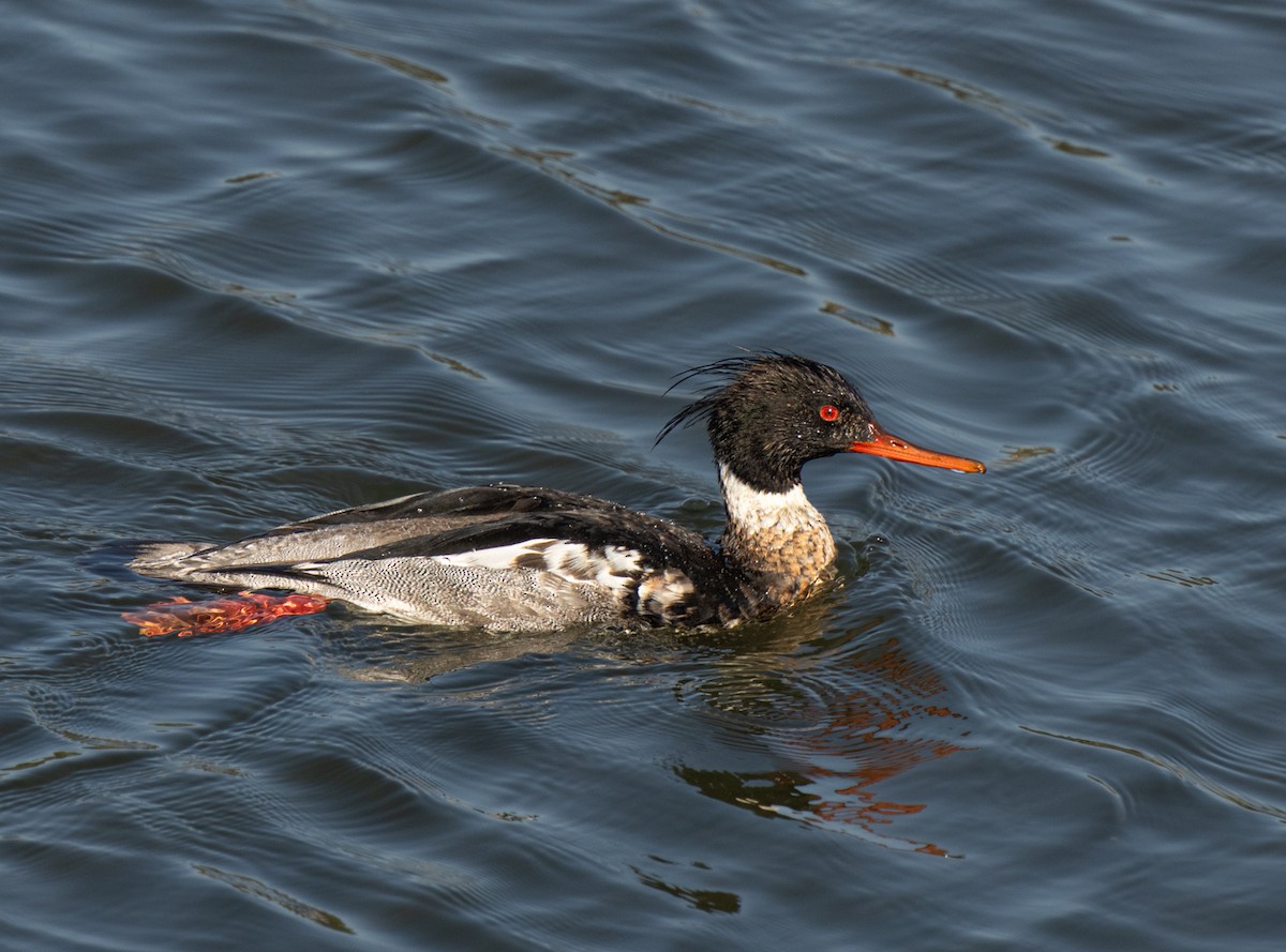 Red-breasted Merganser - ML613932732