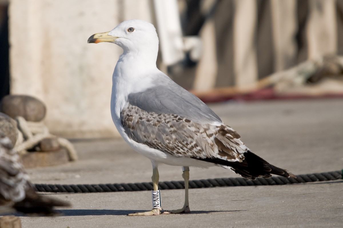 Yellow-legged Gull - ML613932753