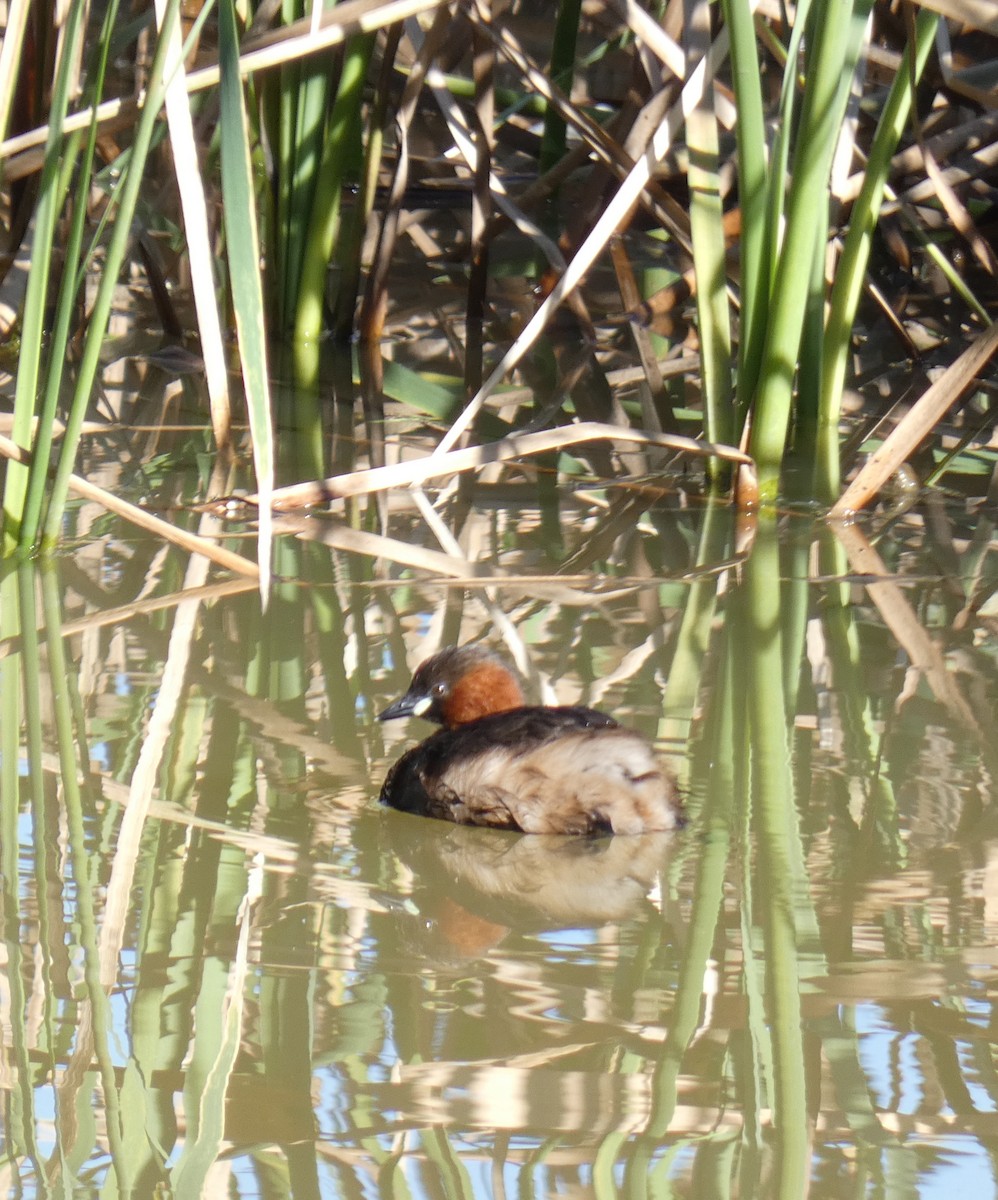 Little Grebe - Josué Amador