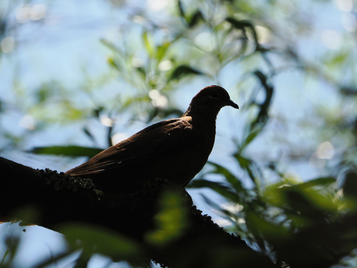 Brown Cuckoo-Dove - ML613932835