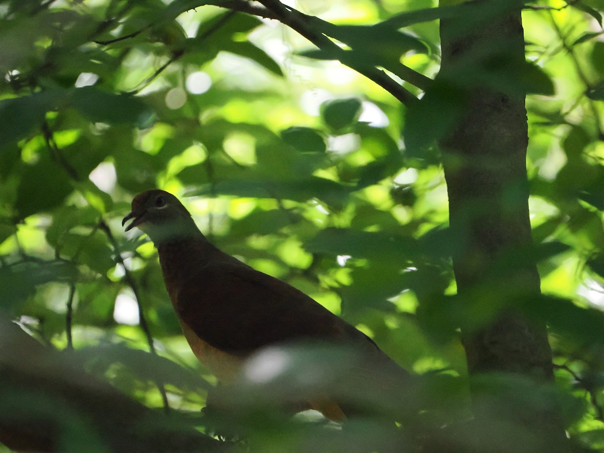 Brown Cuckoo-Dove - ML613932836