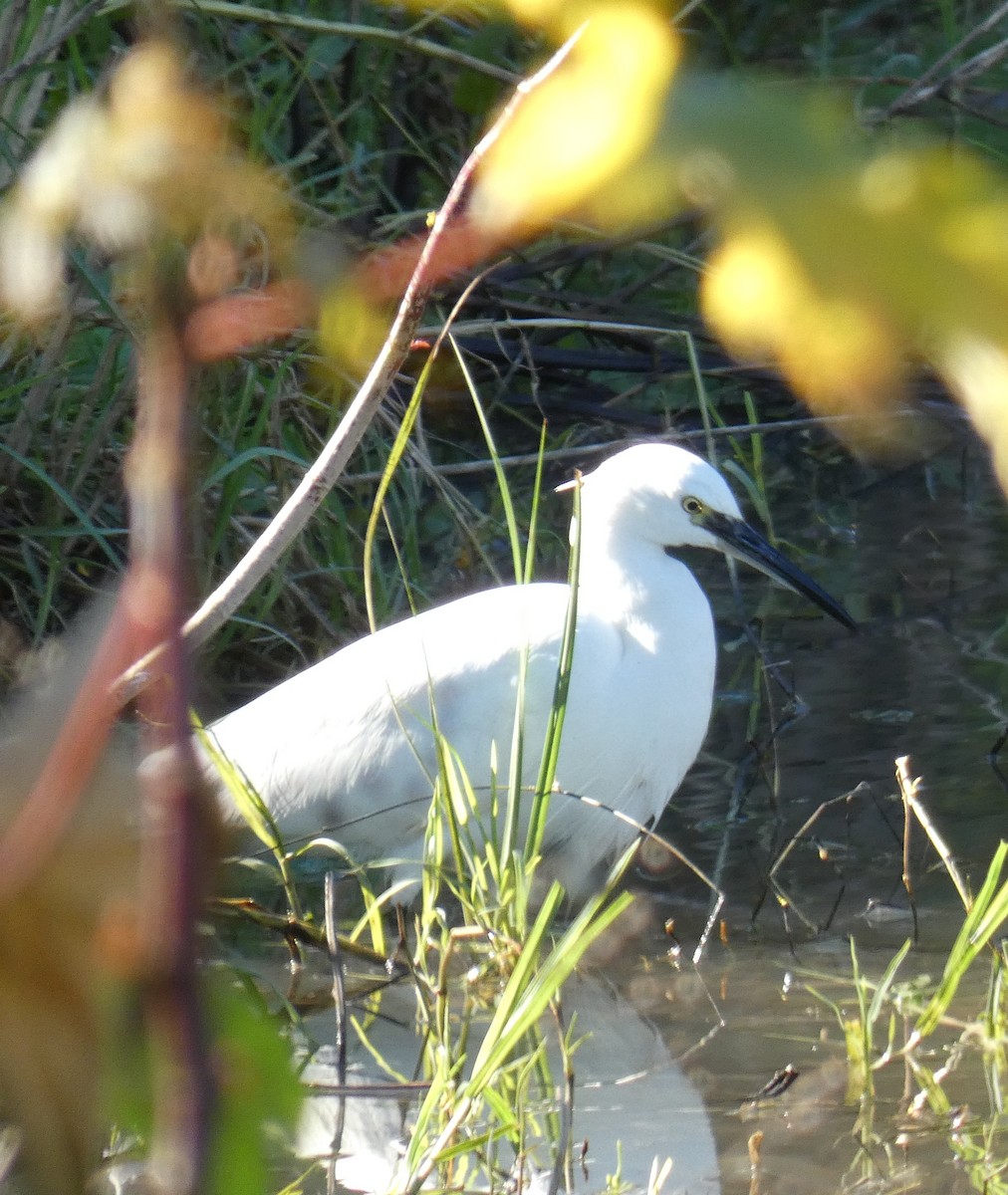 Little Egret - ML613932844