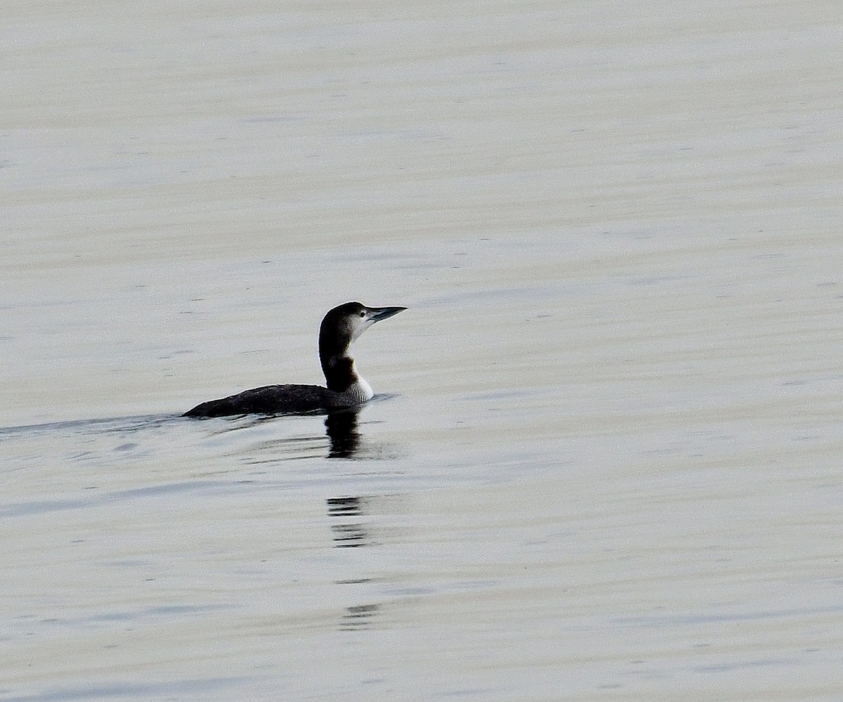 Common Loon - Eric Titcomb