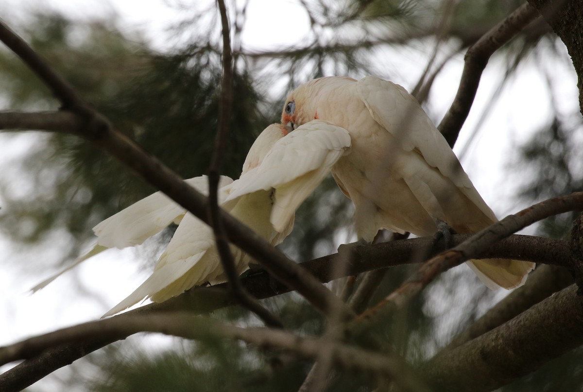 Little Corella - ML613932856