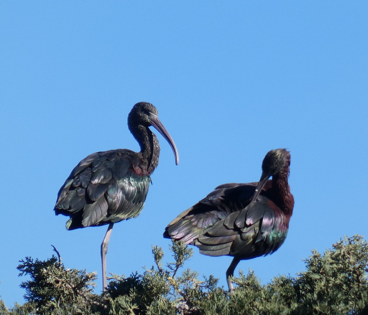 ibis hnědý - ML613932860