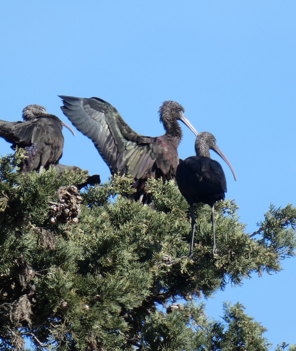 ibis hnědý - ML613932861