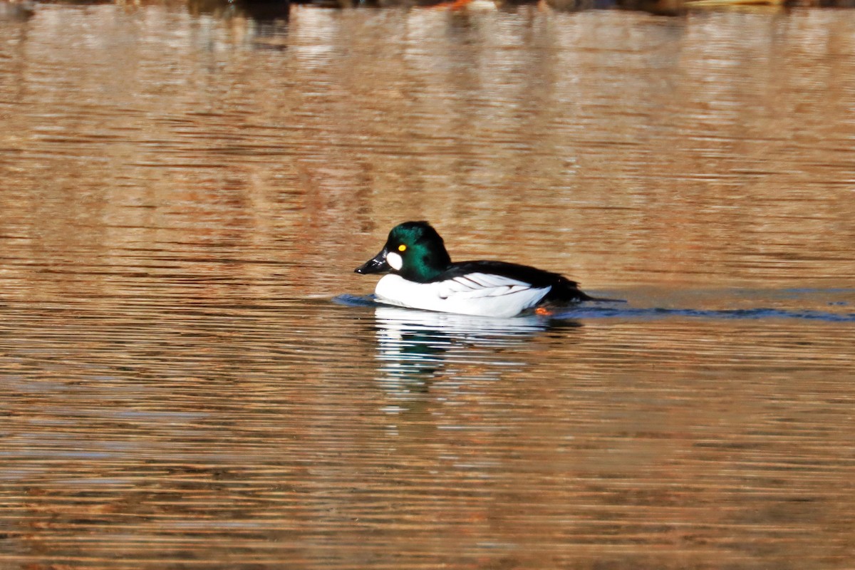 Common Goldeneye - ML613932911