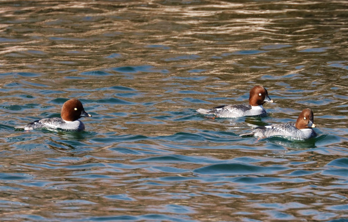 Common Goldeneye - ML613932912