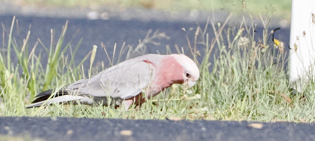 Galah - ML613932929