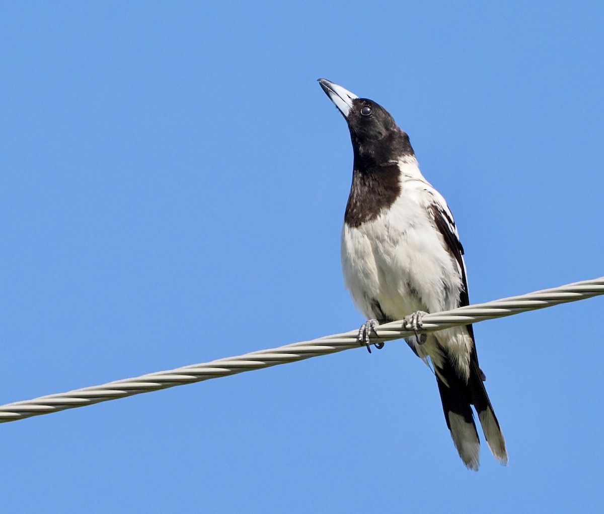 Pied Butcherbird - ML613932932