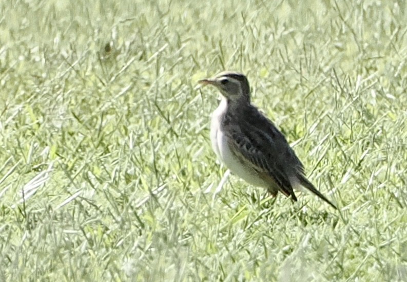 Australian Pipit - ML613932941