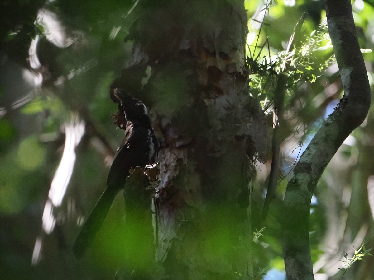 Eastern Whipbird - ML613932943