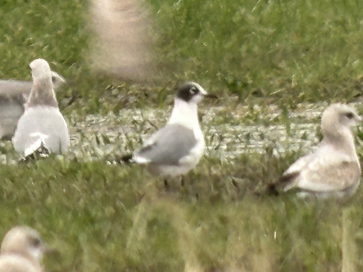 Mouette de Franklin - ML613933031