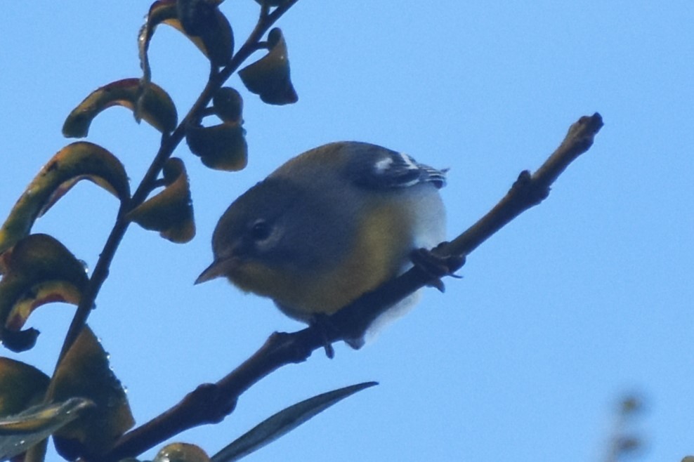 Northern Parula - ML613933034