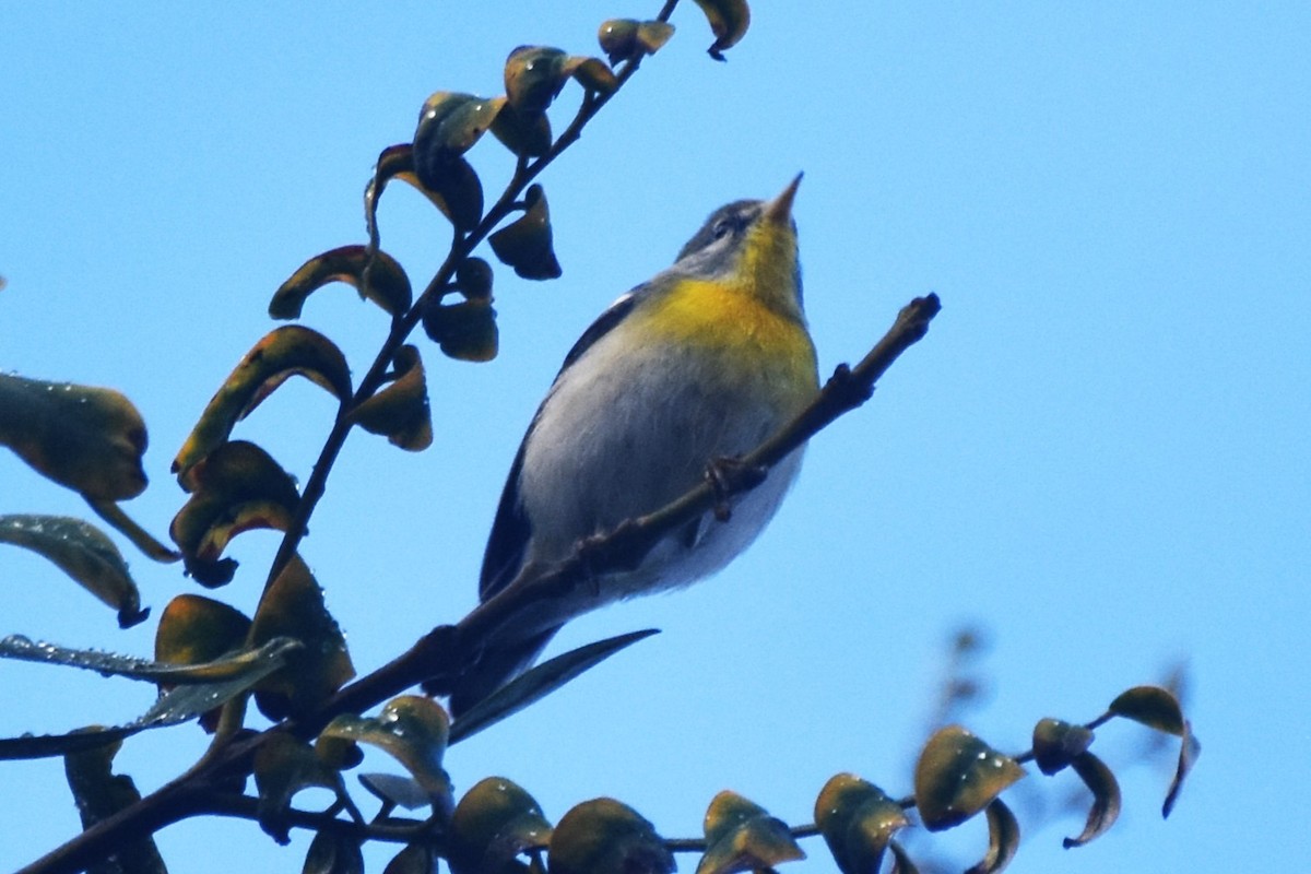 Northern Parula - ML613933036