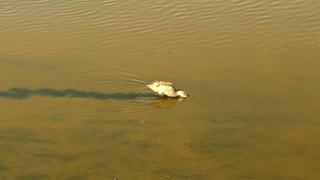 ハイイロコガモ - ML613933131