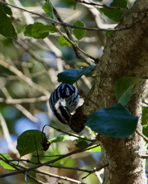 Black-and-white Warbler - ML613933217