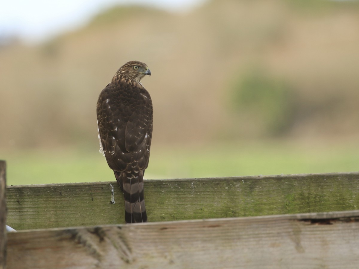 Cooper's Hawk - ML613933226