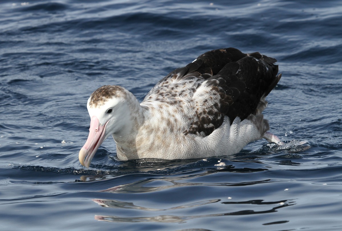 Snowy Albatross - ML613933236