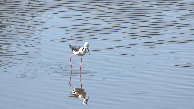 Pied Stilt - ML613933287