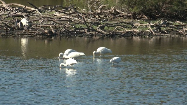 Yellow-billed Spoonbill - ML613933288