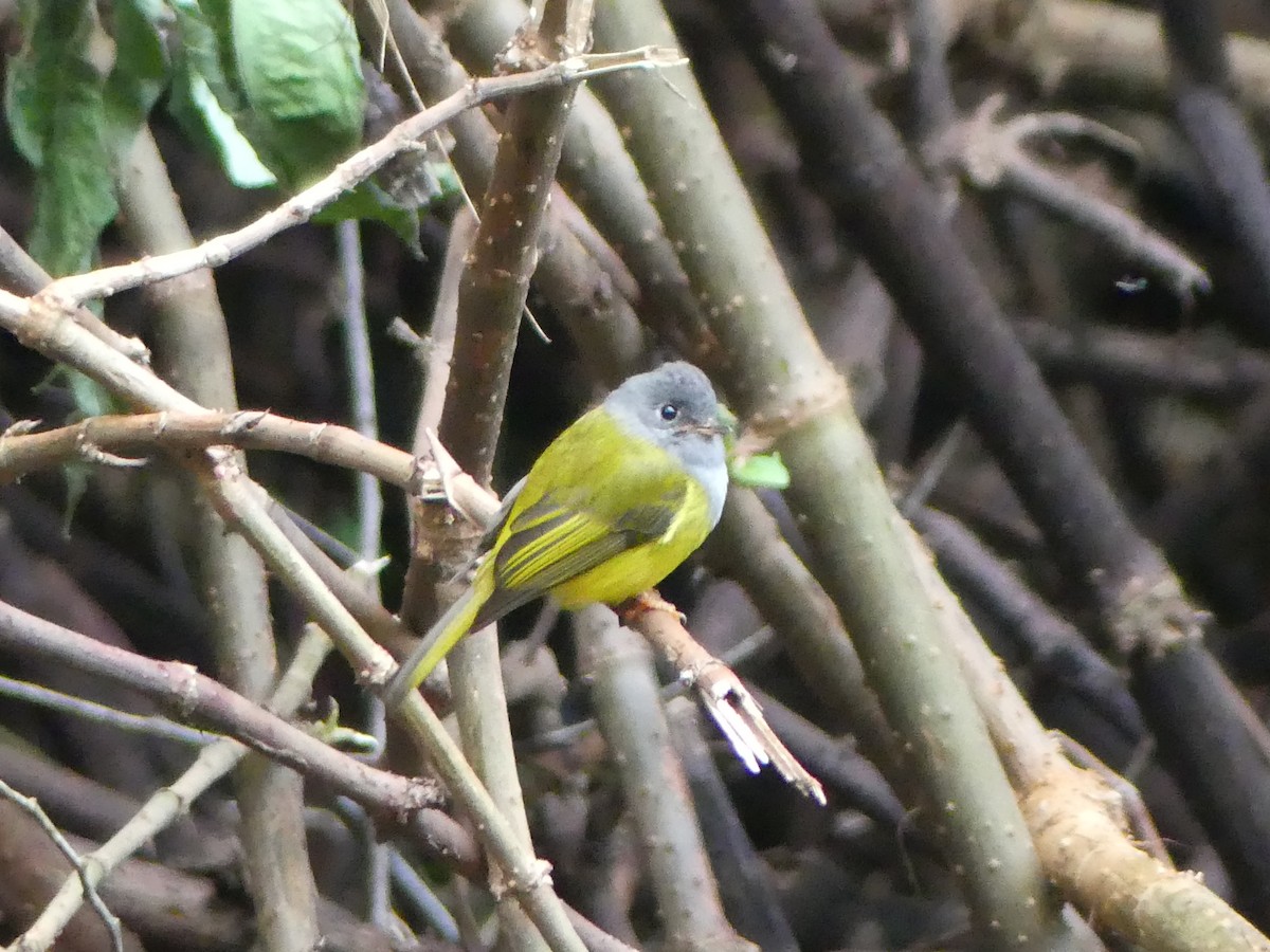 Gray-headed Canary-Flycatcher - ML613933315