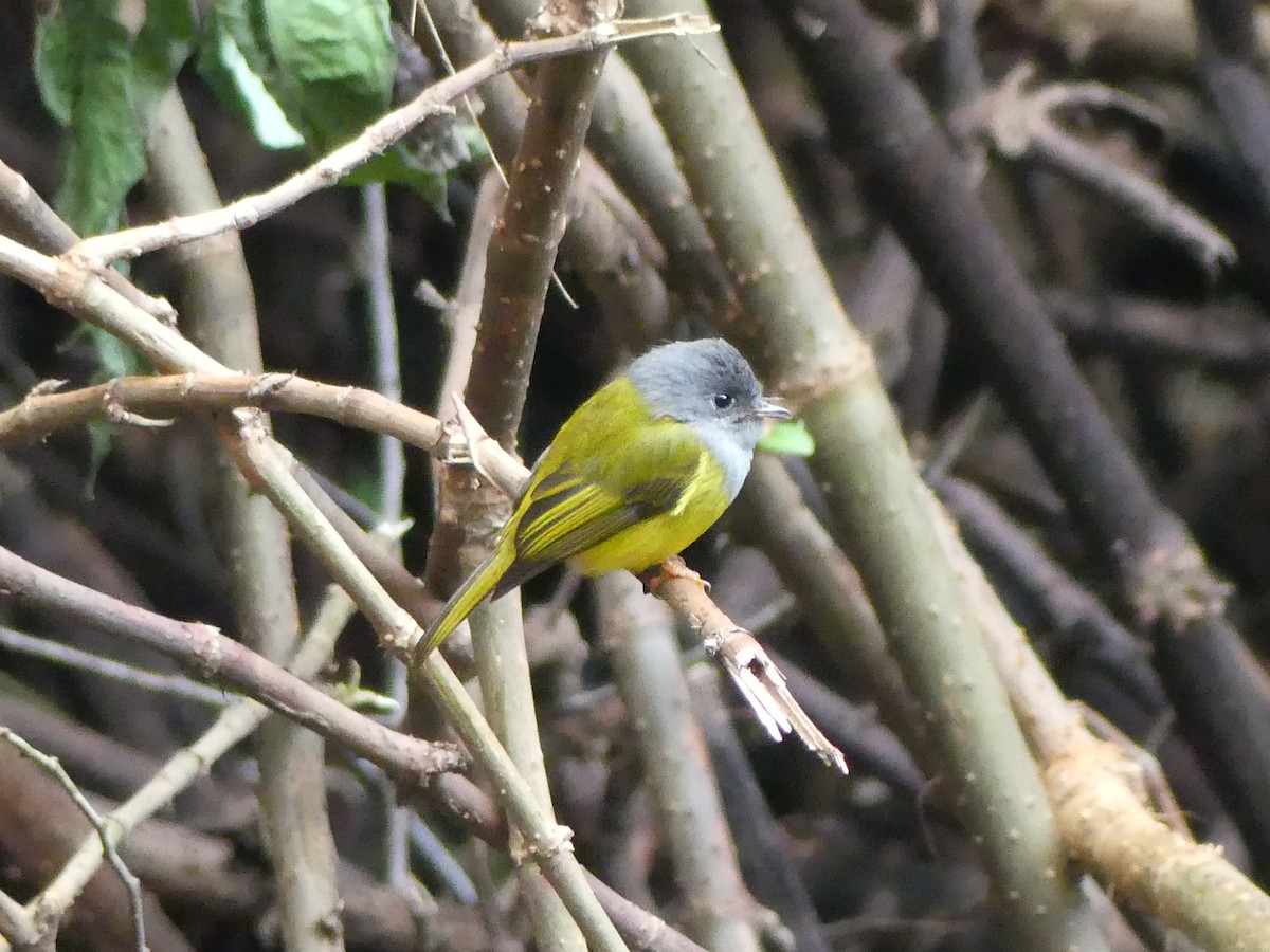 Gray-headed Canary-Flycatcher - ML613933316