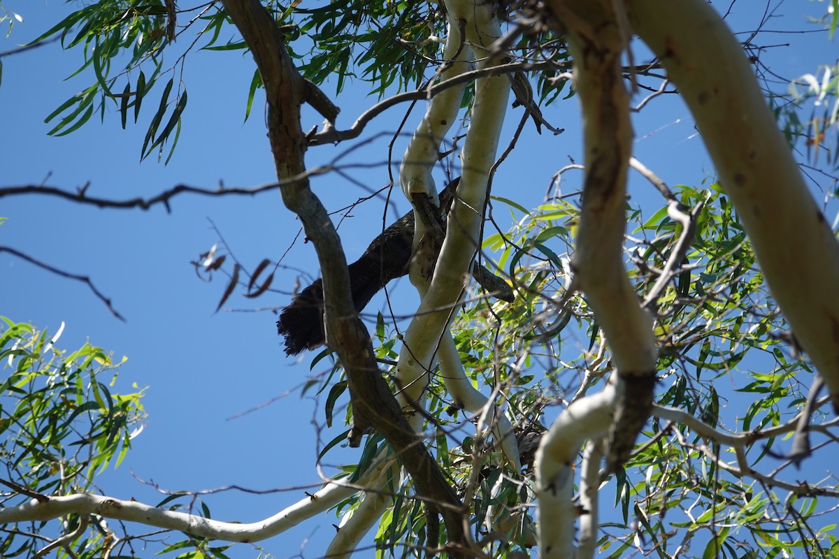 Pheasant Coucal - ML613933355