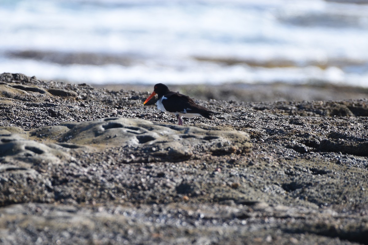 Pied Oystercatcher - ML613933360