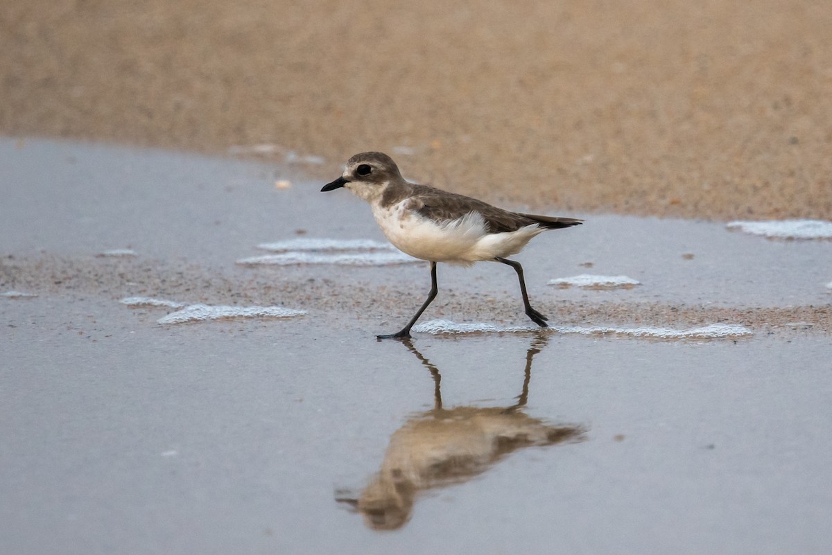 Tibetan Sand-Plover - ML613933373