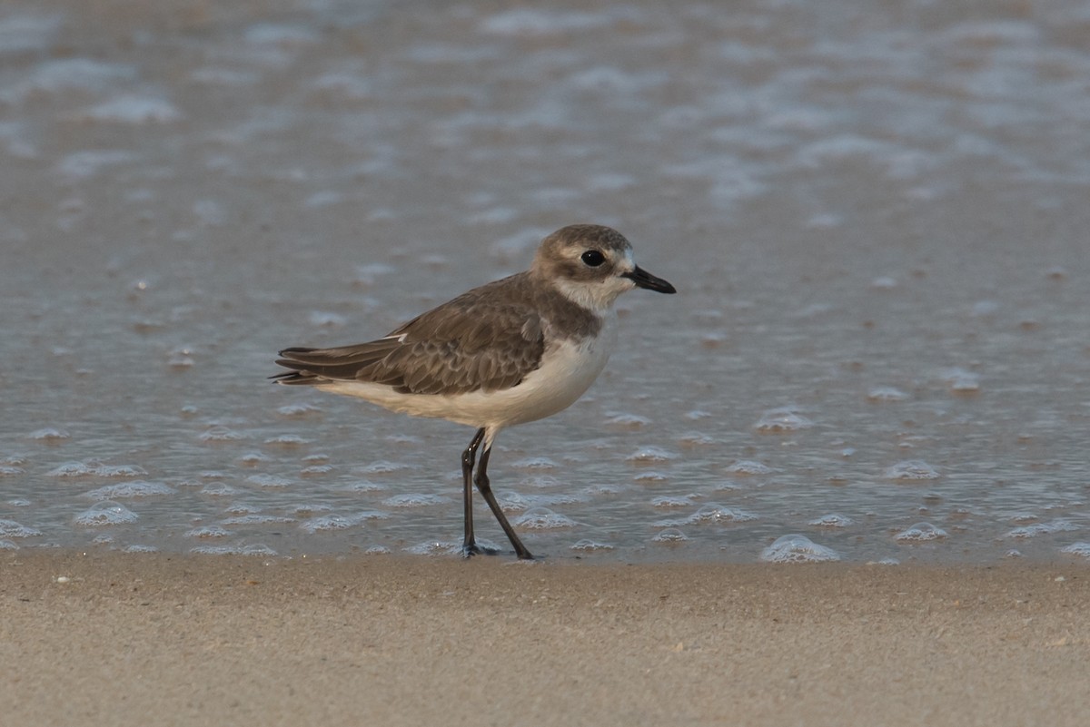 Tibetan Sand-Plover - ML613933375