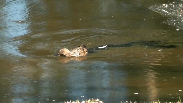 Australasian Shoveler - ML613933389