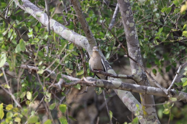 White-winged Dove - ML613933395