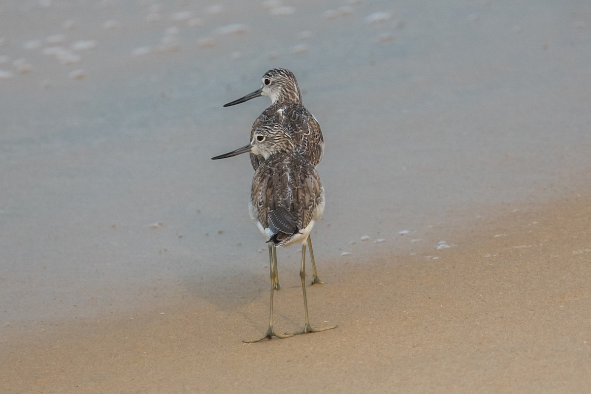 Common Greenshank - ML613933418