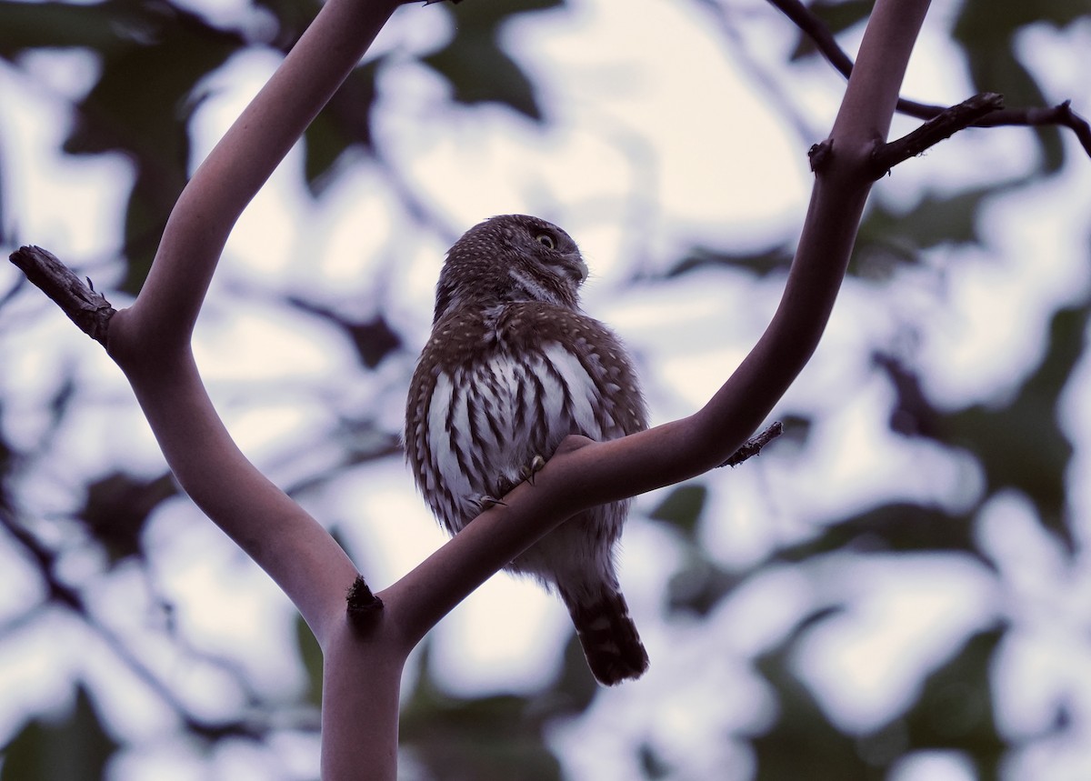 Northern Pygmy-Owl (Pacific) - Rishab Ghosh