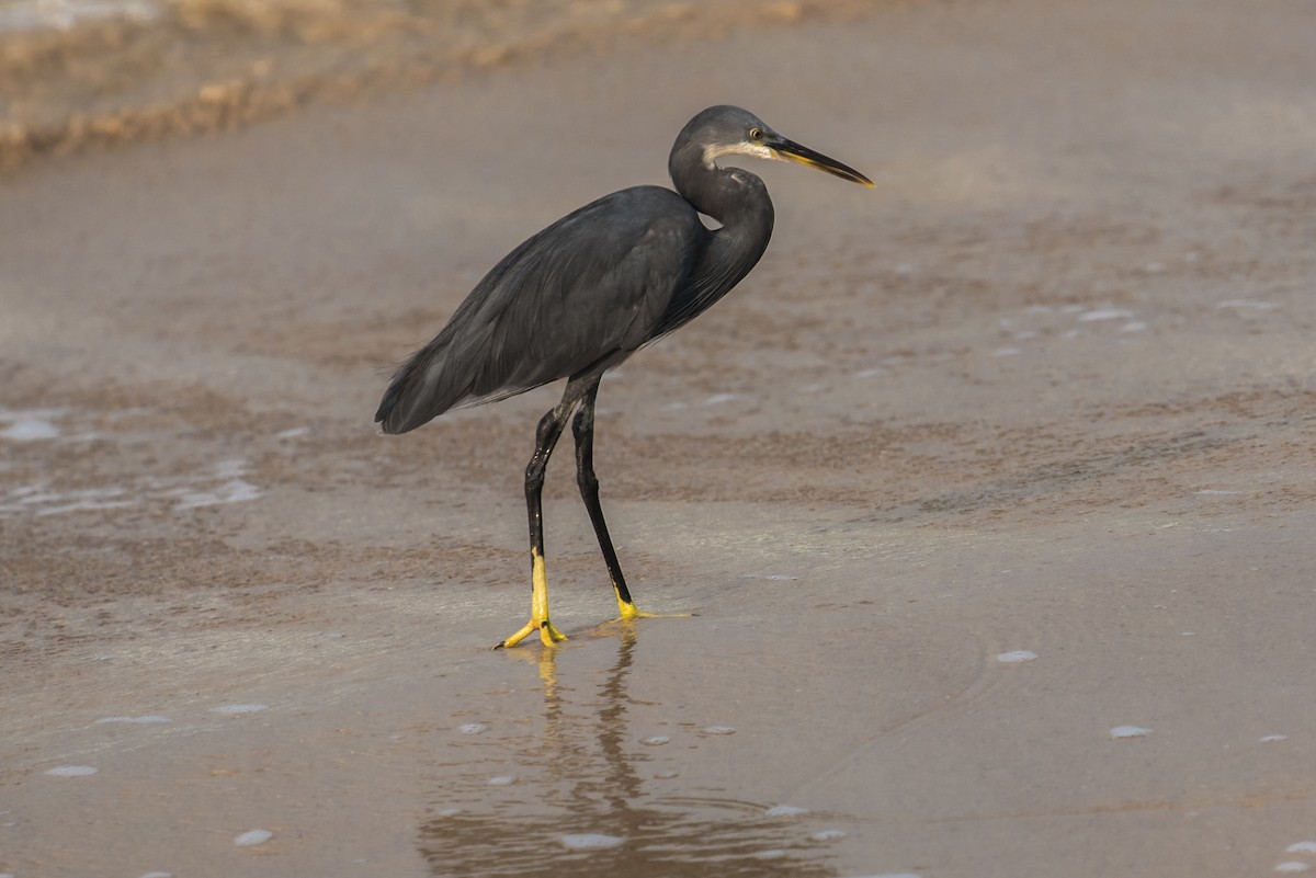 Western Reef-Heron - ML613933434