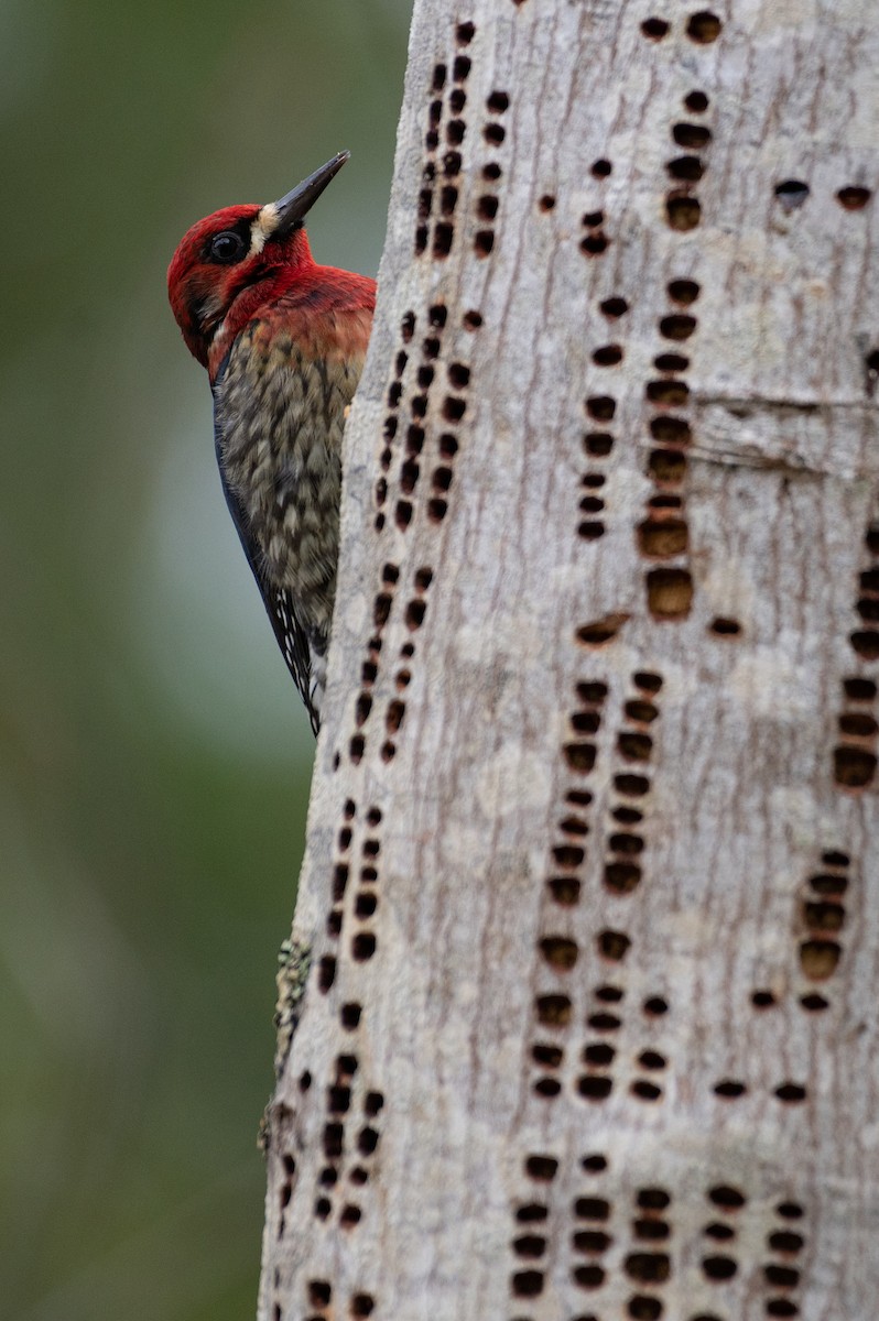 Red-breasted Sapsucker - ML613933519