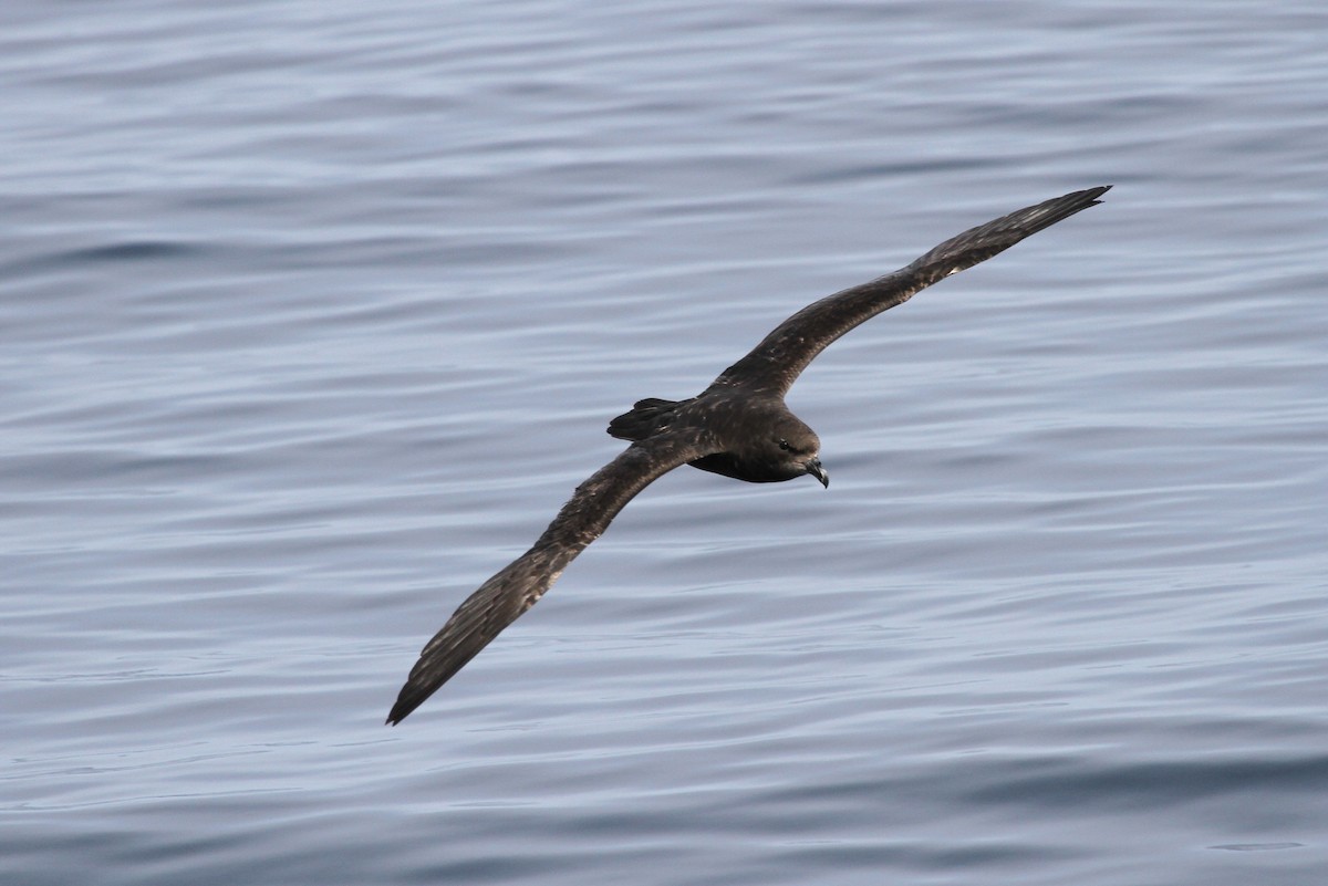 Great-winged Petrel - Mark Stanley