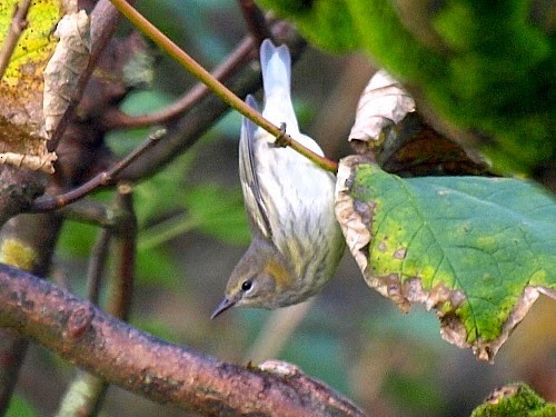 Cape May Warbler - ML613933639