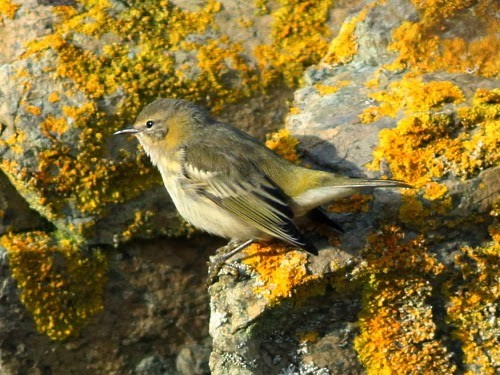 Cape May Warbler - ML613933642