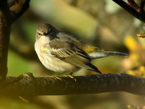 Cape May Warbler - ML613933643