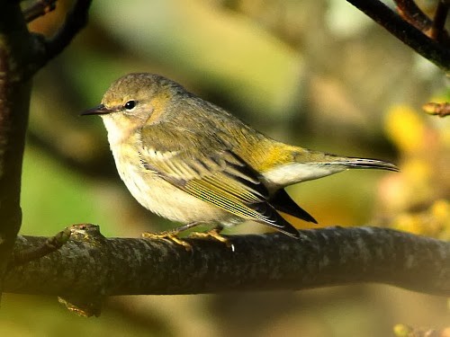 Cape May Warbler - ML613933644