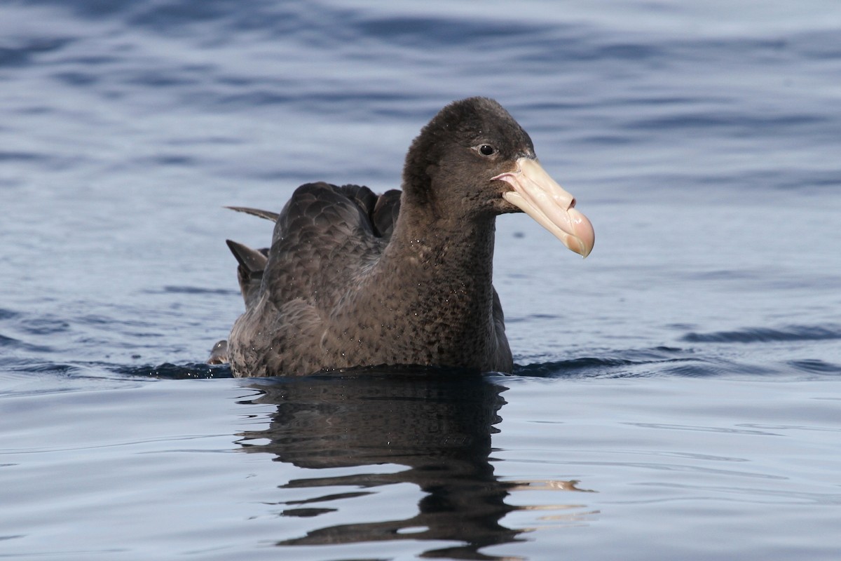 Northern Giant-Petrel - ML613933767