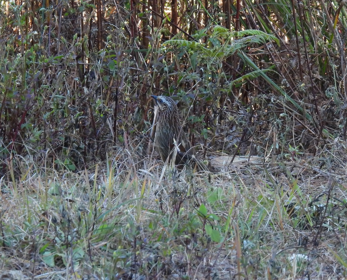 Striped Laughingthrush - Rama M V