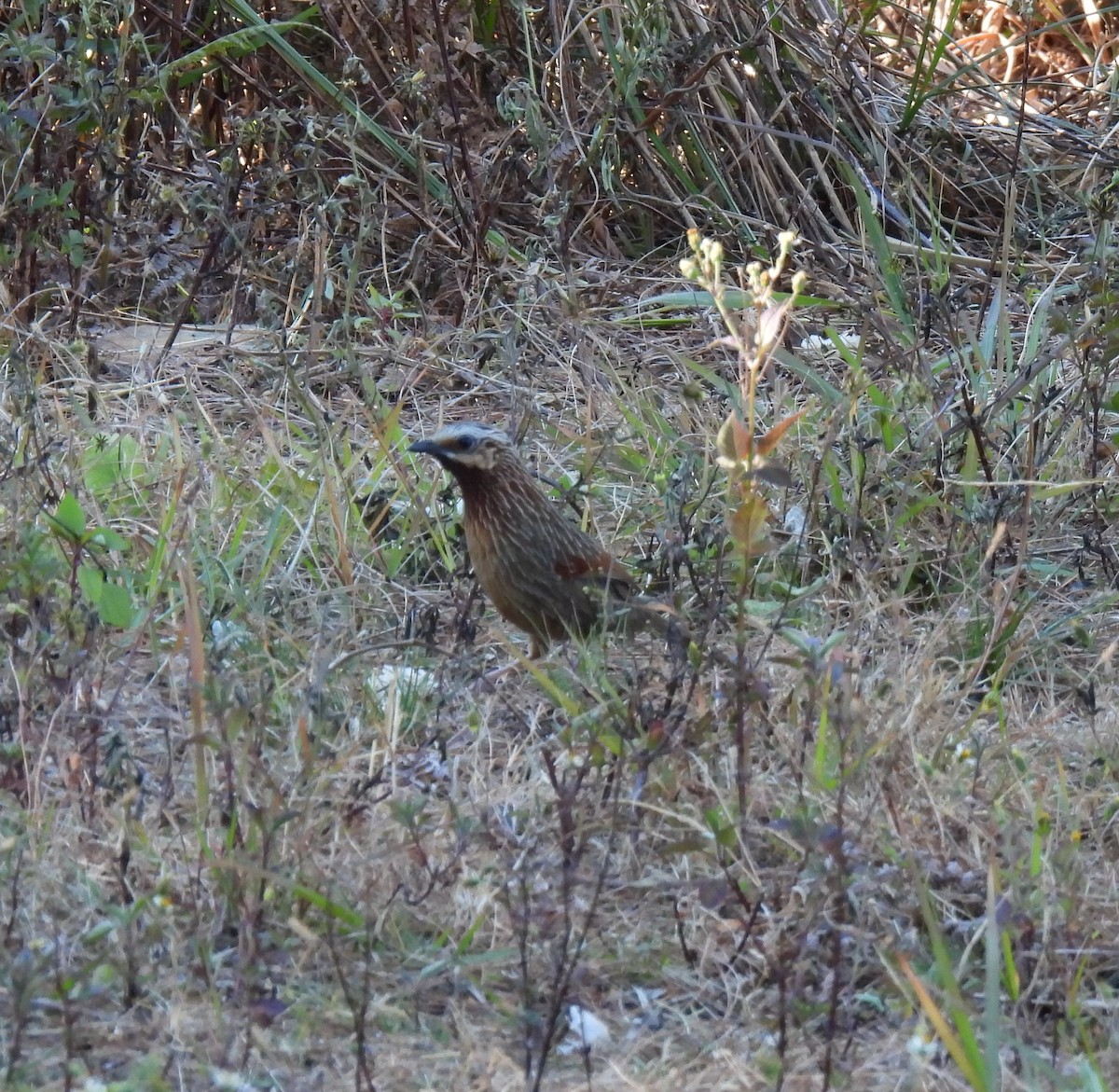 Striped Laughingthrush - Rama M V